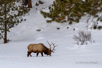 Lonely Bull