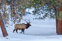 Winter Wander Land