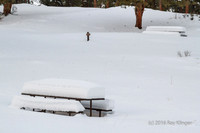 Cold Picnic