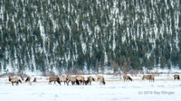 Moraine Park Herd