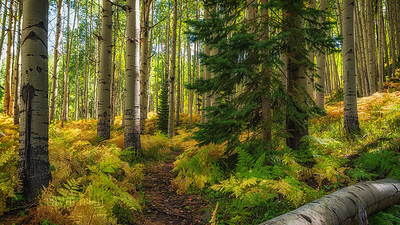 Aspen Forest Sunset