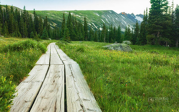 Long Lake Wildflowers