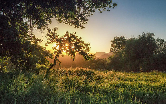 Savage Woods Sunset